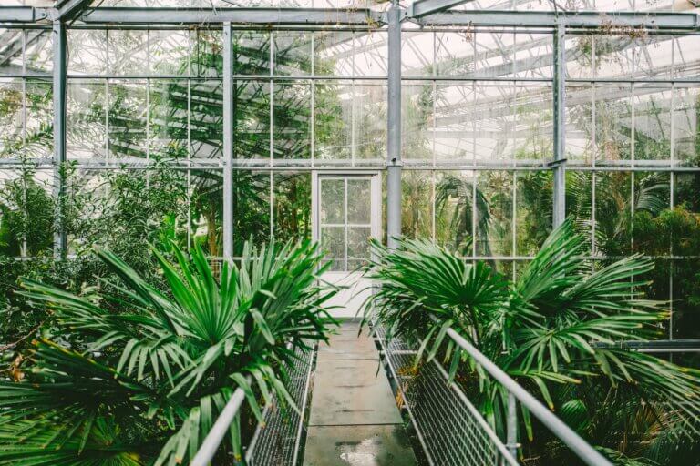 Hortus Botanicus Amsterdam