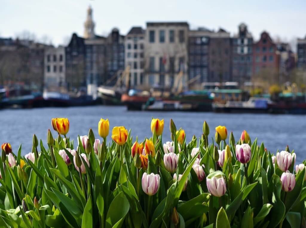 Tulp-festival-amsterdam